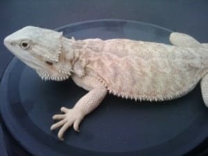 bearded dragon morphs