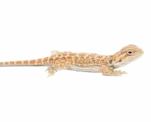 inferno bearded dragon for sale