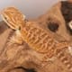 leatherback bearded dragon for sale