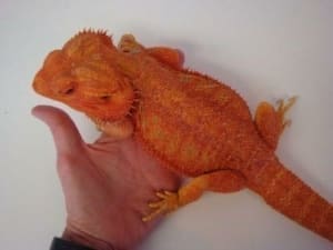 red bearded dragon