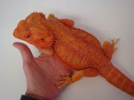 red bearded dragon for sale