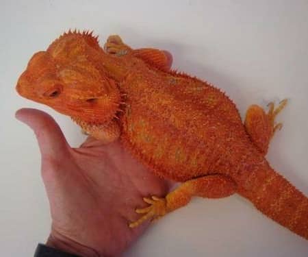 red bearded dragon for sale