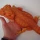 red bearded dragon for sale