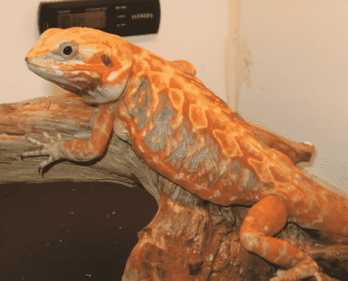 silkie bearded dragon for sale