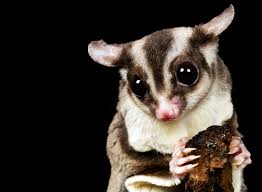 sugar glider behavior