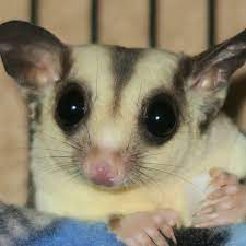 sugar glider breeder