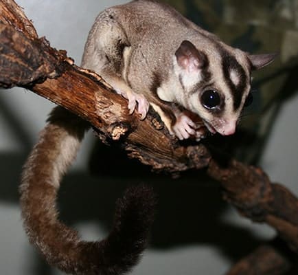 sugar glider breeding