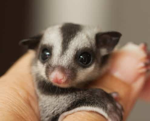 sugar glider cage