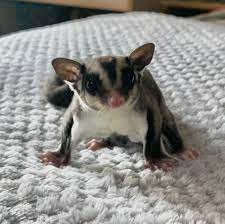 sugar glider care