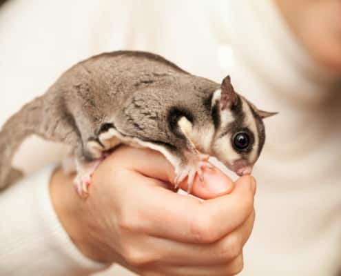 sugar glider care sheet