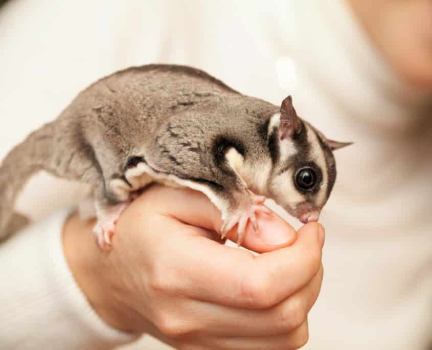 Sugar Glider Care Sheet Sugar Glider Care Sugar Glider for Sale