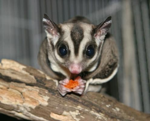 sugar glider food