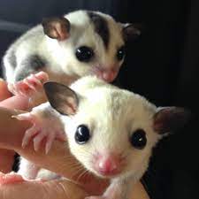 sugar glider for sale