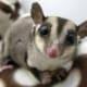 sugar glider for sale