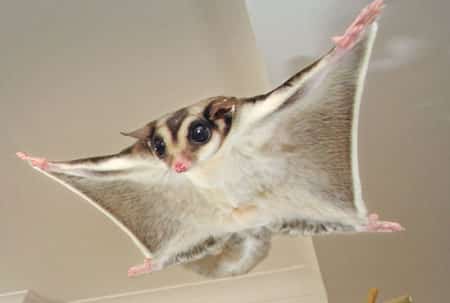 sugar glider diet