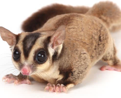 sugar glider lifespan