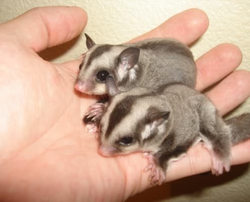 sugar glider size