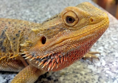 what do bearded dragons eat