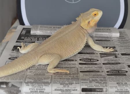 witblit bearded dragon for sale