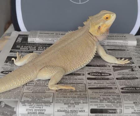 witblit bearded dragon for sale