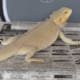 witblit bearded dragon for sale