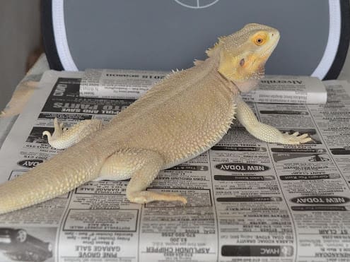 witblit bearded dragon for sale