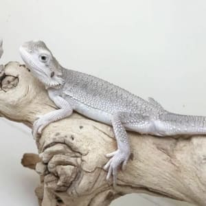 bearded dragon