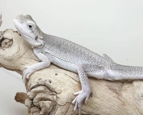 zero bearded dragon for sale