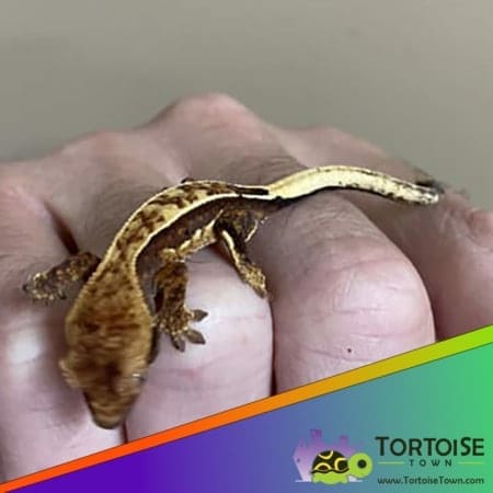 chocolate harlequin crested gecko