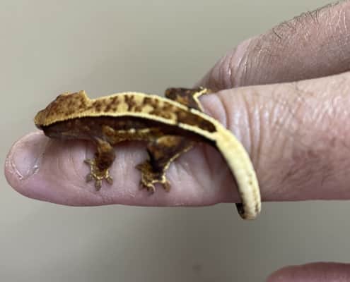 chocolate harlequin crested gecko