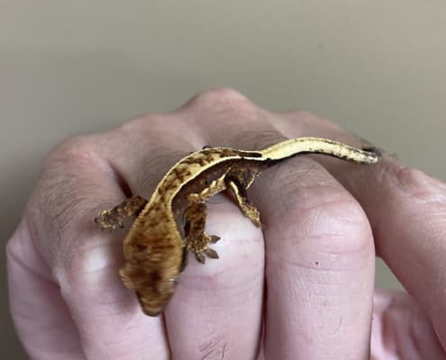 chocolate harlequin crested gecko breeder