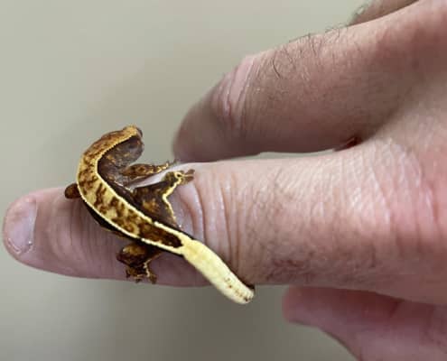 harlequin crested gecko