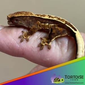 Chocolate Harlequin Crested Gecko