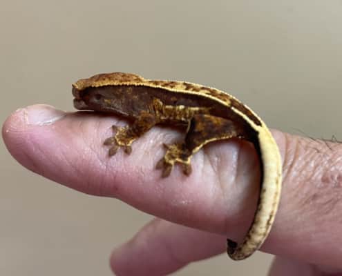 chocolate harlequin crested gecko for sale