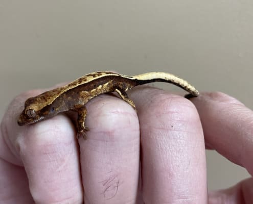 chocolate crested gecko for sale