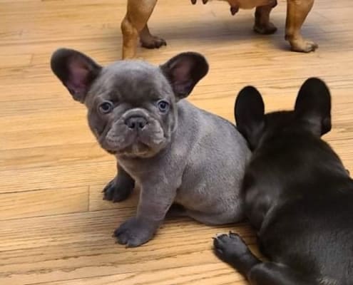 French Bulldog Puppies for sale