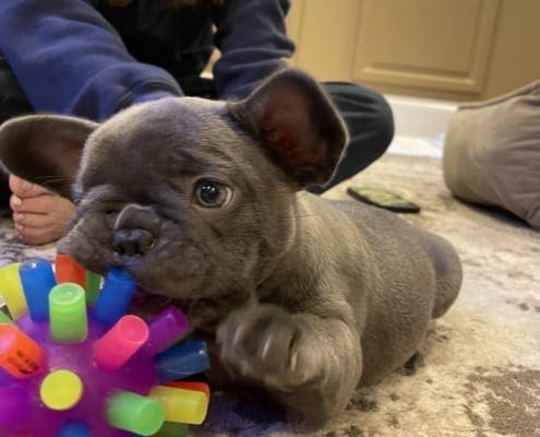 Blue French Bulldog puppies for sale