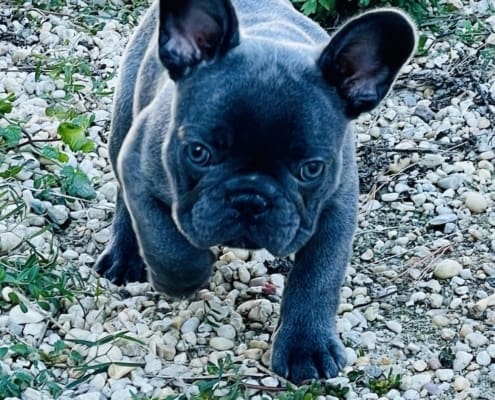 french bulldog pups for sale