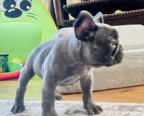 Blue French Bulldog