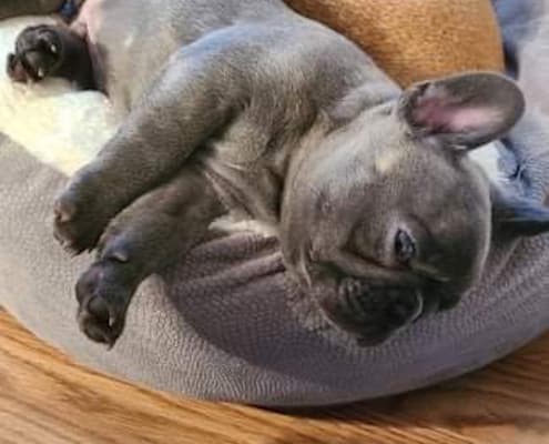 Blue french bulldog puppies for sale