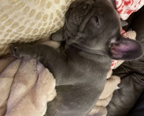 French Bulldog Breeders