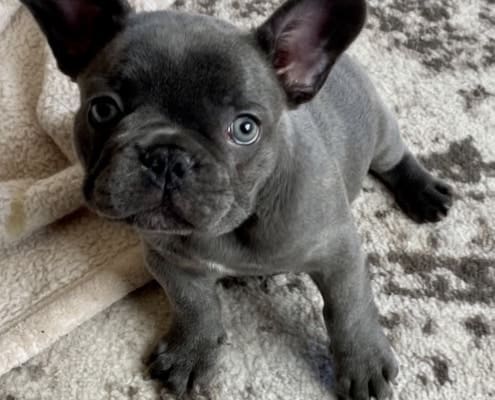 Blue French Bulldog puppies for sale