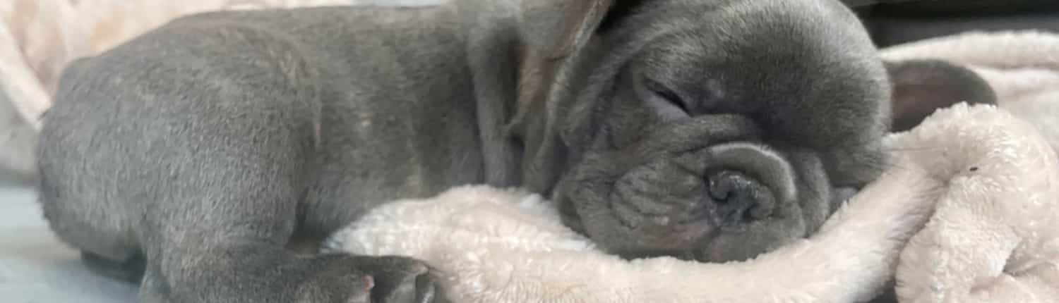 french bulldog puppies for sale