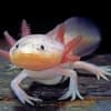 Axolotl Breeders near me