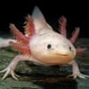 Axolotl for sale online