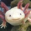 Axolotl for sale near me