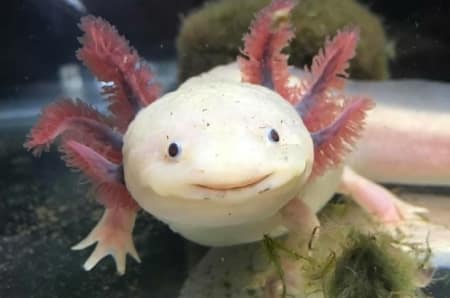 Axolotl for sale near me