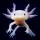 Axolotl for sale