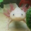 baby Axolotl