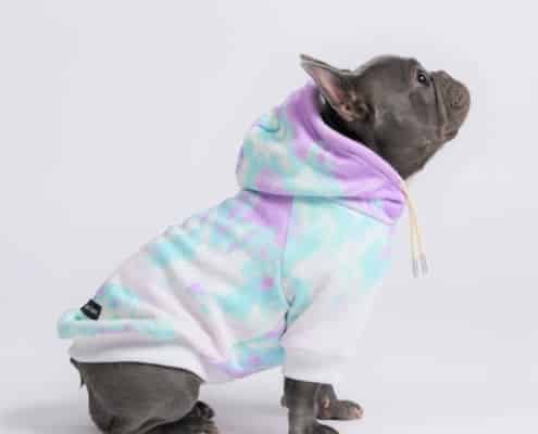 French bulldog clothes